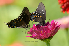 Black Swallowtail Butterflies on Pink Zinnia  (8888)