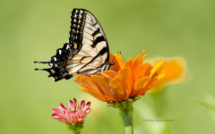 Tiger Swallowtail Butterfly on Zinnia  (8945)