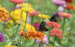 Black Swallowtail Butterflies on Zinnia flowers (image 9088)