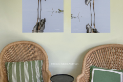 Great Blue Heron Twins  (images 6703 and 6719) Great Blue Heron Twins  (images 6703 and 6719)