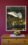 An Evening Roost  (image 5637)
