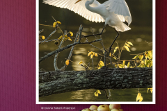 An Evening Roost  (image 5637)