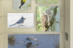 Grouping of Metal Prints in Patio Pool Area