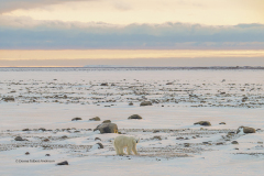 Tundra Landscape Close to Sunset  (image 0494)