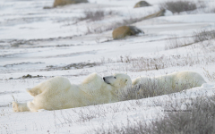 Polar Bears relaxing  (image 0575)