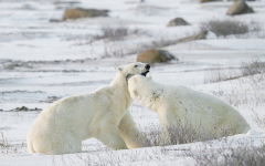 Polar Bears Sparring  (image 0629)