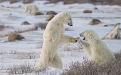 Sparring Polar Bears  (image 0667)