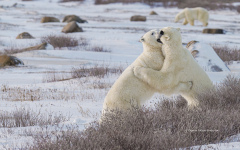 Sparring Polar Bears  (image 0728)