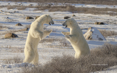 Polar Bears sparring  (image 0840)