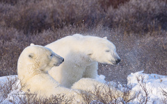 Polar Bears relaxing in snow  (image 1072)