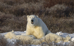 Polar Bears relaxing in snow  (image 1107)