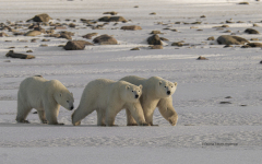Polar Bears - Mother and two cubs  (image1513)
