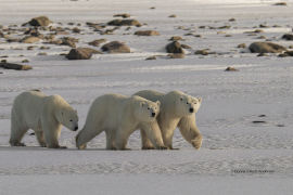 Polar Bears - Mother and two cubs  (image1513)
