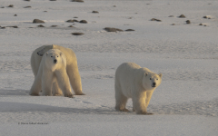 Polar Bears - Mother and two cub  (image 1596)
