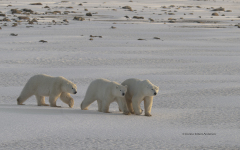 Polar Bears - Mother and two cubs (image 1631)