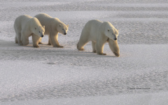 Polar Bears - Mother and two cubs  (image 1668)