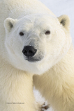 Polar Bear portrait  (image 6550 vertical