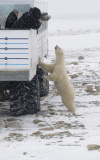 Polar Bear Standing Against Tundra Buggy  (image 9369)