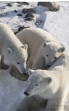 Female Polar Bear with her two cubs resting in the snow   (image 2170)