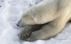 Female Polar Bear resting  (image 2622)