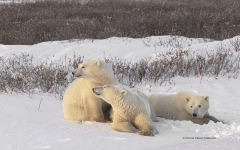 Polar Bears - Mother and two cubs  (image 2832)