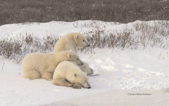 Polar Bears - Mother and two cubs  (image 2838)