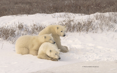 Polar Bears - Mother and two cubs  (image 2857)