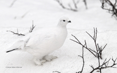 Willow Ptarmagin in winter plumage (image 3196)