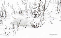 Willow Ptarmagin in winter plumage  (image 3427)