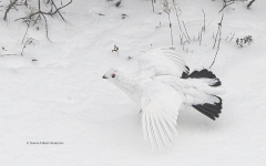 Willow Ptarmagin male winter plumage  (image 3499)
