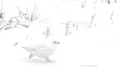 Willow Ptarmagin female (image 3681)