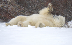 Polar Bear rolling in snow  (image 4835)