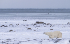 Hudson Bay, Manitoba  (image 6286)