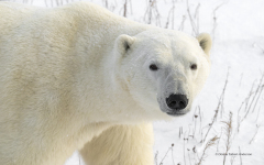 Polar Bear portrait  (image 6618) hoizontal