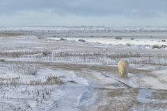 Polar Bear near Hudson Bay  (image 6847)