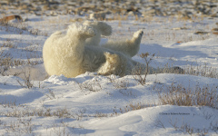 Polar Bear rolling in snow  (image 7019)