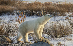 Polar Bear on Rock  (image 7212)
