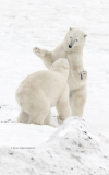 Two Polar Bears sparring  (image 8476)