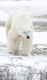 Polar Bear (male)  (image 8710)