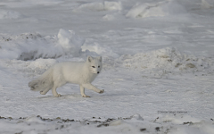 Arctic Fox  (image 8769)