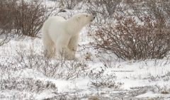 Polar Bear young one  (image 8890)