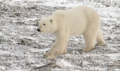 Polar Bear young one  (image 8942)