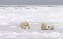Three Polar Bears on ice (image 9126)