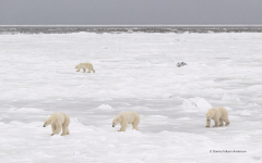 Four Polar Bears near Hudson Bay  (image 9138)