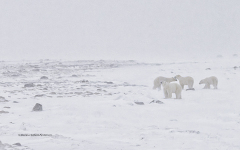 Four Polar Bears  (image 9244)