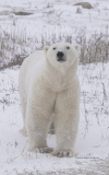 Polar Bear Portrait (male)  (image 9707)
