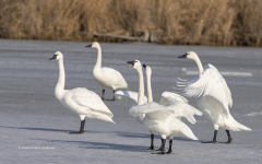 Tundra Swans on Miles River (Image 0356)