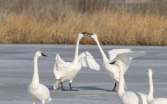 Tundra Swans "kissing" on Miles River (Image 0500)