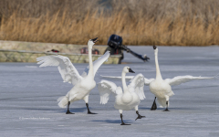 Tundra Swans on Miles River (Image 0634)