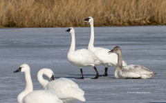 Tundra Swans on Miles River (Image 0782)